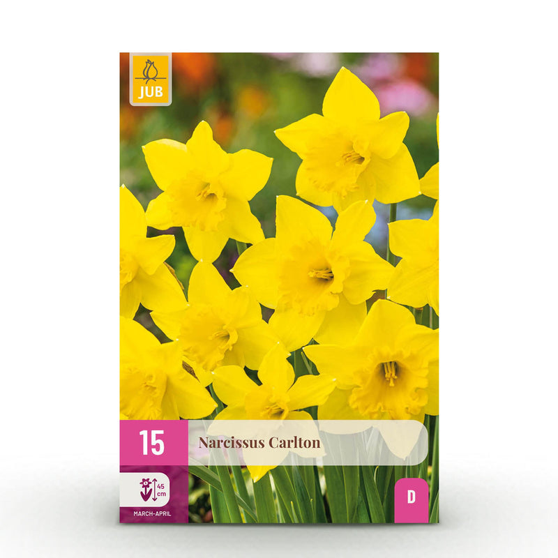 Green boutiQ - Bloembollen - Narcis Carlton - Kleur Geel - 15 stuks - Bolmaat 12/14 - XXL Pack