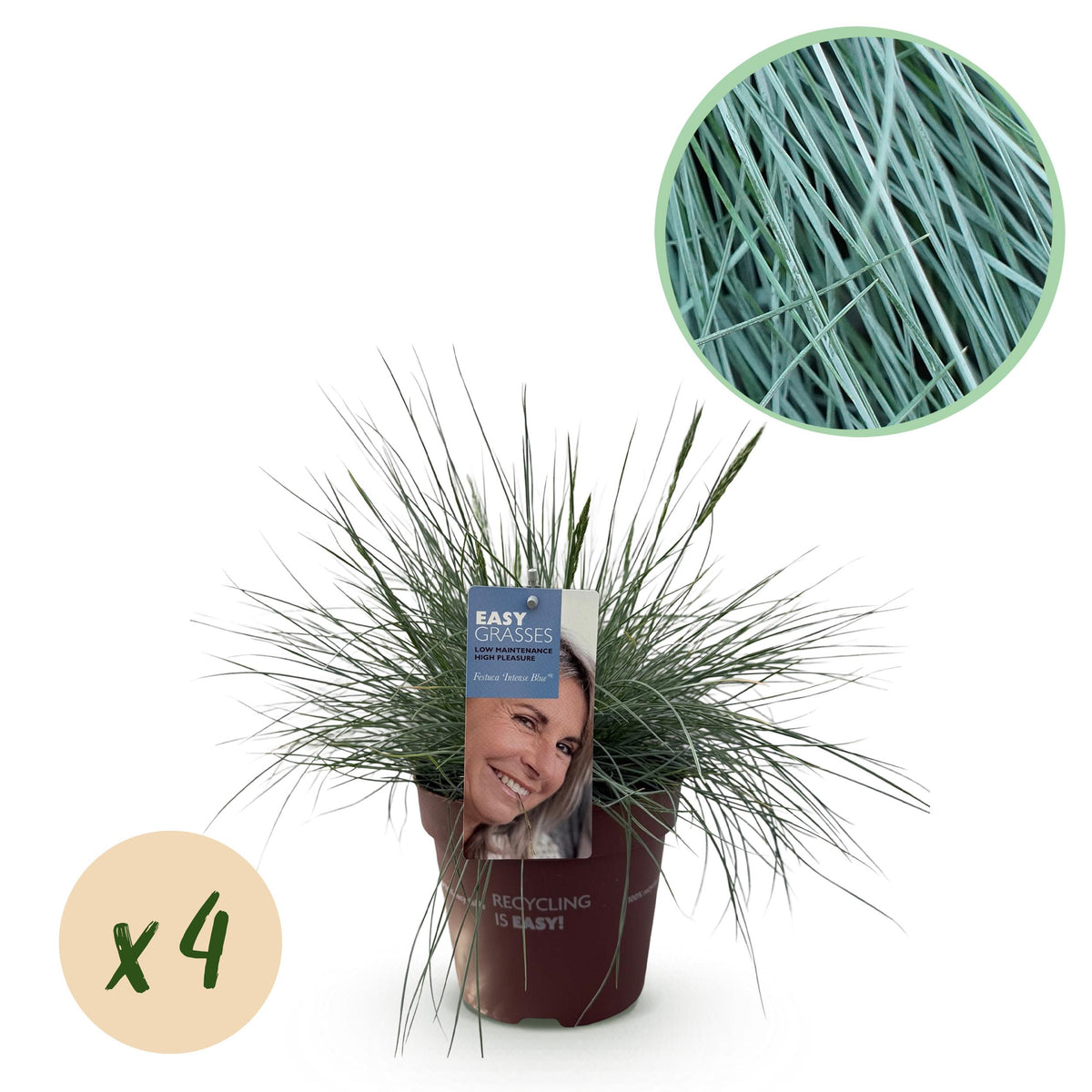 Green boutiQ - Siergrassen - Festuca glauca Intense Blue  - Blauw - 4 Planten - Bladhoudend - Weinig Onderhoud - Pot 17cm Hoogte 50cm