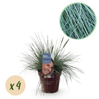 Green boutiQ - Siergrassen - Festuca glauca Intense Blue  - Blauw - 4 Planten - Bladhoudend - Weinig Onderhoud - Pot 17cm Hoogte 50cm