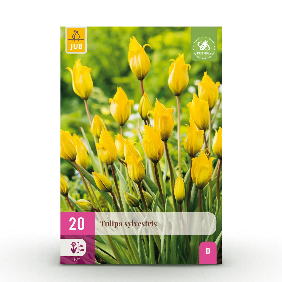 Green boutiQ - Bloembollen - Tulp Sylvestris - Kleur Geel - 20 stuks - Bolmaat 5/6 - XXL Pack