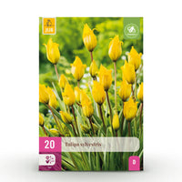 Green boutiQ - Bloembollen - Tulp Sylvestris - Kleur Geel - 20 stuks - Bolmaat 5/6 - XXL Pack