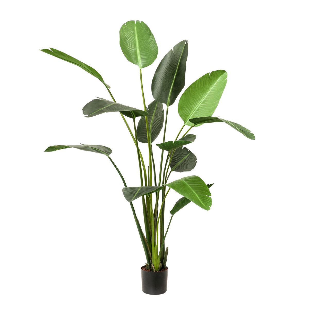 Kunst plant - Strelitzia Nicolai - Paradijsvogelbloem -  230cm - XXL - AB