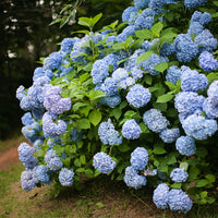 Green boutiQ - Hortensia - Hydrangea macrophylla Blue - Bloem Blauw - 3 Planten - 1m2 - Bladverliezend - Weinig Onderhoud - Pot 17cm Hoogte 30cm