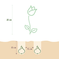 Green boutiQ - Bloembollen - Tulp Foxtrot mix - Diversen Kleuren - 12 stuks - Bolmaat 11/12 - XXL Pack