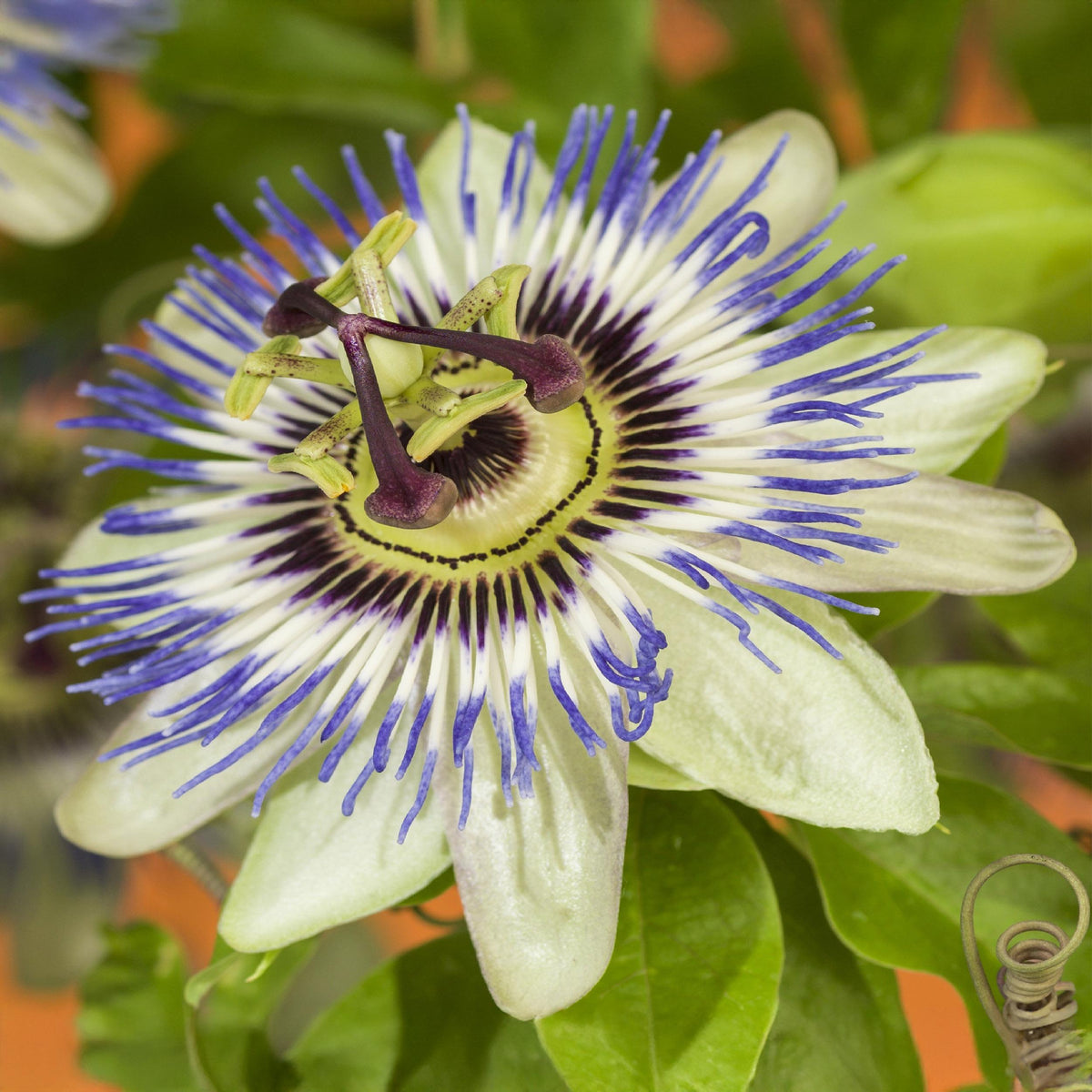 Green boutiQ - Passiebloem - Passiflora caerulea  - Bloem Blauw met Groen Wit - Weinig onderhoud - 2 planten - Pot 11cm Hoogte 40cm