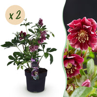 Green boutiQ - Tuinplant - Lenten Rose - Helleborus orientalis Double Ellen Red - Rode Bloem -2 Planten - Groenblijvend - Pot 14cm Hoogte 35cm