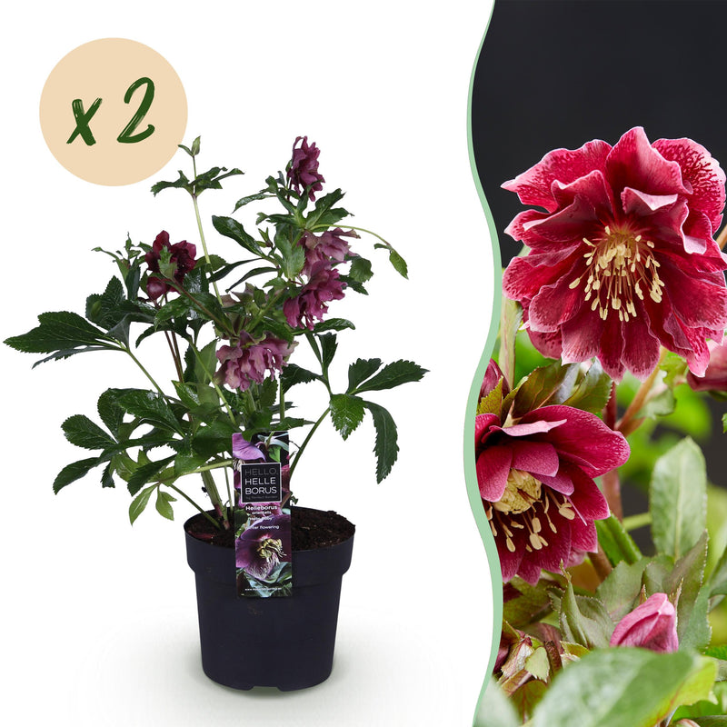 Green boutiQ - Tuinplant - Lenten Rose - Helleborus orientalis Double Ellen Red - Rode Bloem -2 Planten - Groenblijvend - Pot 14cm Hoogte 35cm