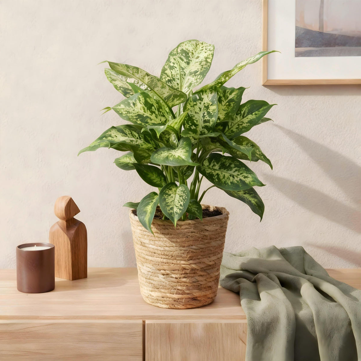 Green BoutiQ - Green is... Kamerplanten - Diefenbachia Compacta - Dieffenbachia - Weinig onderhoud - met mand - Groen - 1 Plant - Pot 17cm - Hoogte 45-50cm