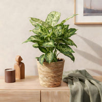 Green BoutiQ - Green is... Kamerplanten - Diefenbachia Compacta - Dieffenbachia - Weinig onderhoud - met mand - Groen - 1 Plant - Pot 17cm - Hoogte 45-50cm