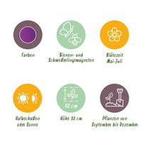 Green boutiQ - Bloembollen - Allium Purple Sensation - Kleur Paars - 15 stuks - Bolmaat 10/12 - XXL Pack