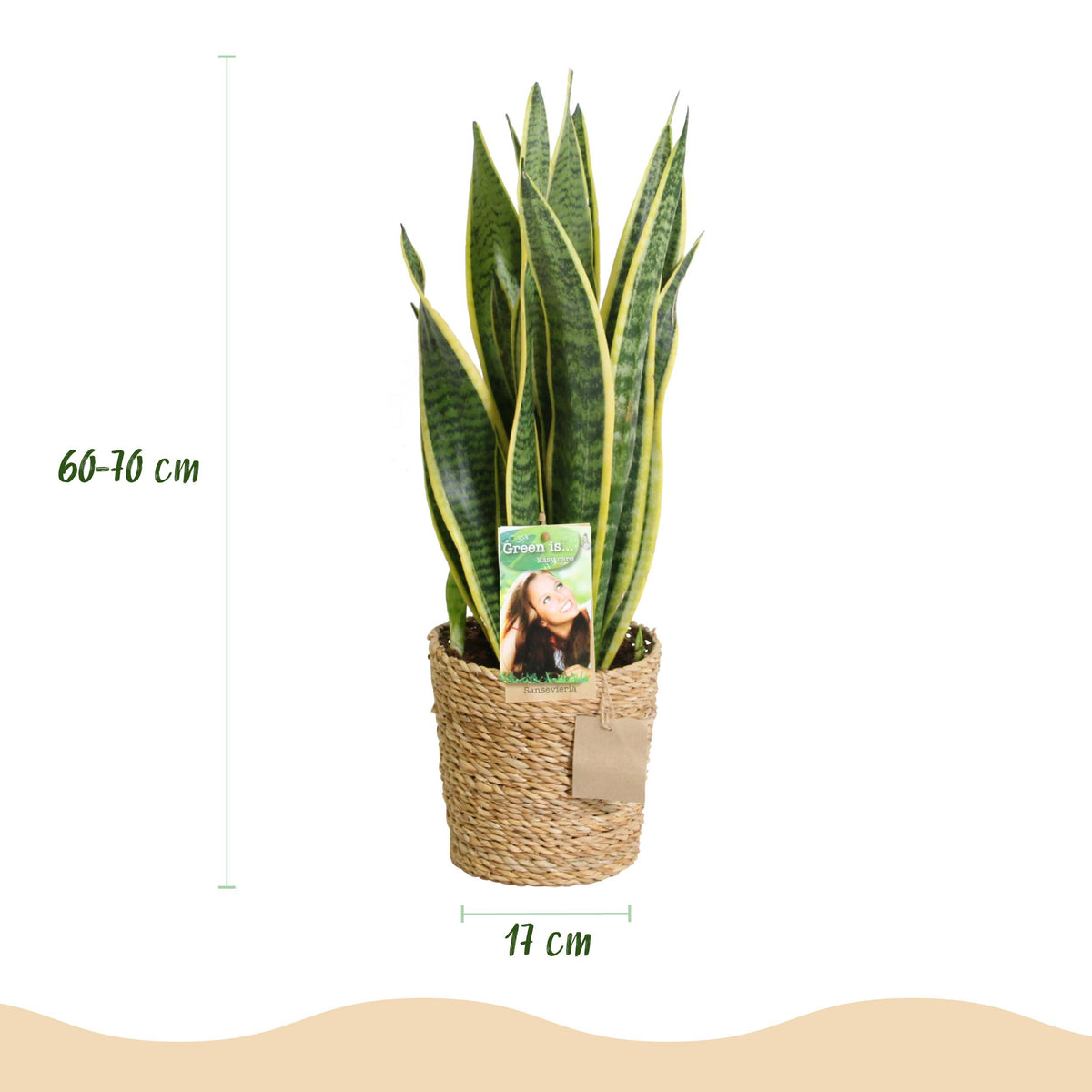 Green BoutiQ - Green is... Kamerplanten - Sanseveria Laurentii - Vrouwentong - Weinig onderhoud - met mand - Groen - 1 Plant - Pot 17cm - Hoogte 60-70cm