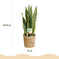 Green BoutiQ - Green is... Kamerplanten - Sanseveria Laurentii - Vrouwentong - Weinig onderhoud - met mand - Groen - 1 Plant - Pot 17cm - Hoogte 60-70cm