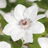 Green boutiQ - Klimplant - Clematis Blue Angel