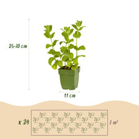 Green boutiQ - Borderpakket - Thee kruiden - 24 Vaste planten - 3 m2 - Diversen kleuren - Weinig Onderhoud - Pot 11cm