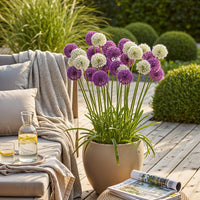 Green boutiQ - Bloembollen - Allium Purple White Mix - Kleur Paars en Wit - 15 stuks - Bolmaat 10/12 - XXL Pack
