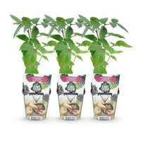 Green boutiQ - Fruitplanten - Doornloze Braam - Rubus Thornfree - Winterhard - 3 Planten - Pot 9 cm - Zwarte Braam