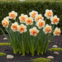 Green boutiQ - Bloembollen - Narcis Replete - Kleur Wit en Oranje - 10 stuks - Bolmaat 10/12 - XXL Pack