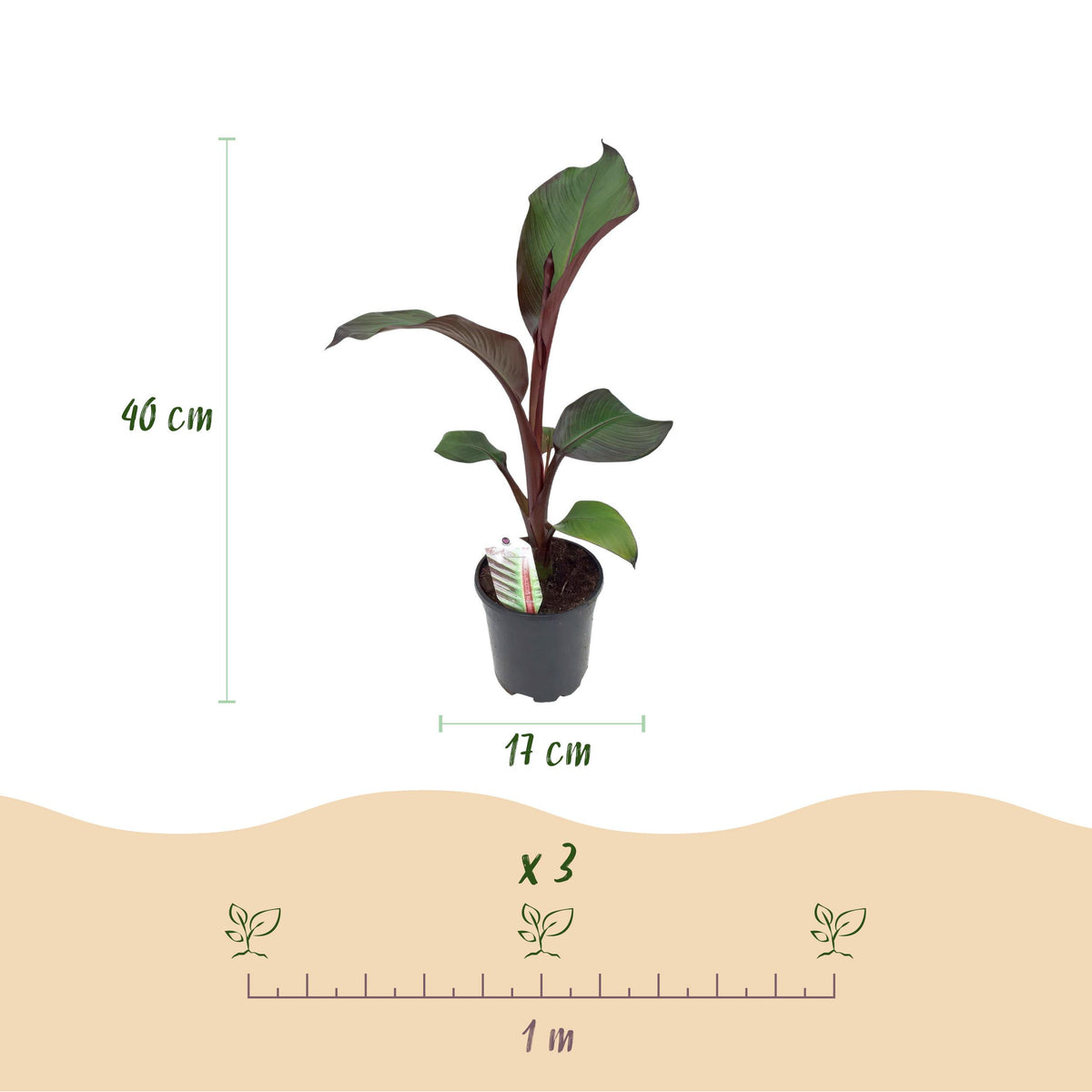 Green boutiQ - Fruitplant - Bananen plant - Ensete ventricosum Maurelli - Winterhard - 4 planten - Pot 17cm Hoogte 40cm