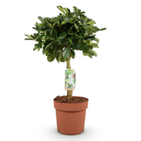 Green BoutiQ - Green is... Kamerplanten - Schefflera Gold Capelle - Vingerboom - Weinig onderhoud - Groen - 1 Plant - Pot 21cm - Hoogte 70-81cm