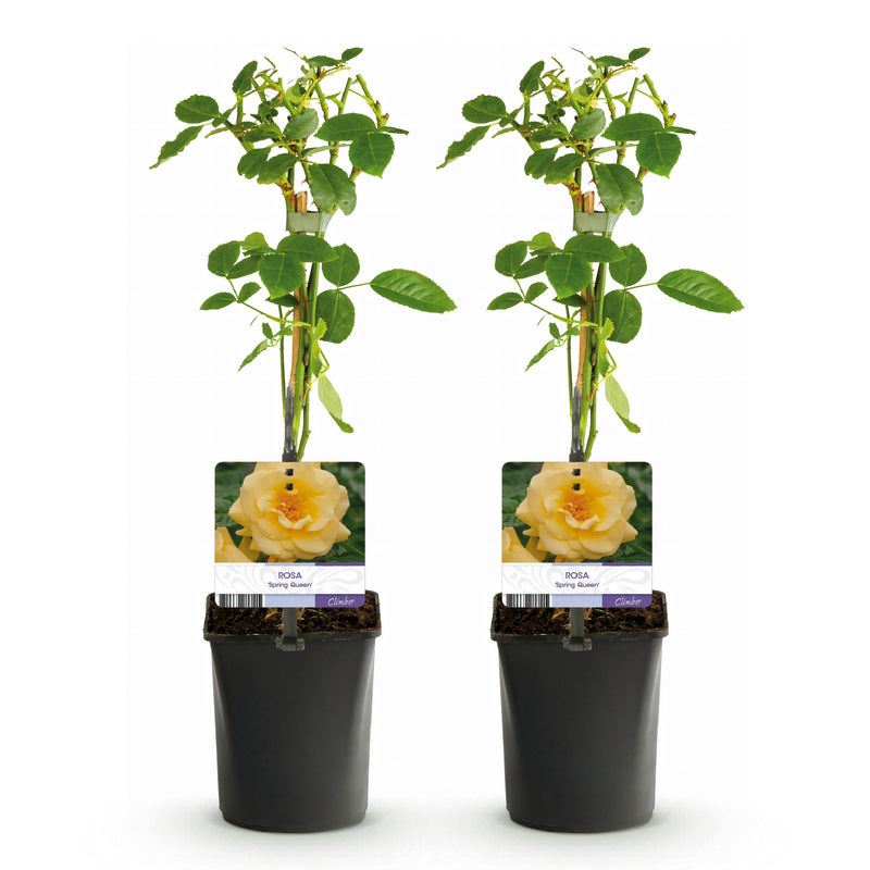 Green boutiQ - Klimroos - Rosa Spring Queen -Bloem Geel