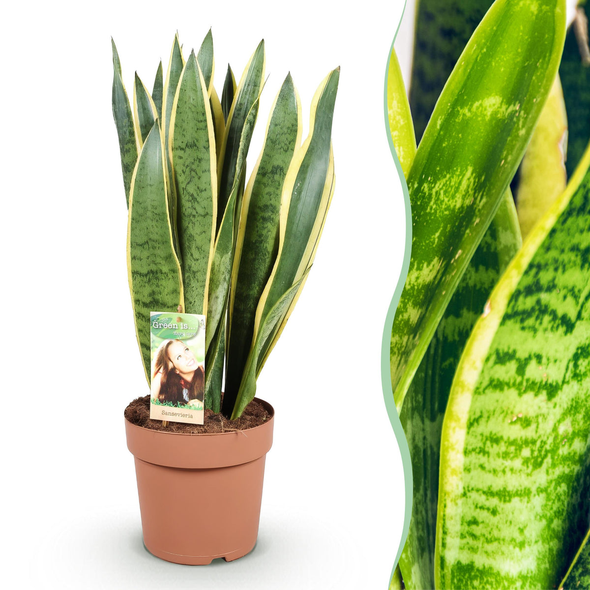 Green BoutiQ - Green is... Kamerplanten - Sanseveria Laurentii - Vrouwentong - Weinig onderhoud - Groen - 1 Plant - Pot 21cm - Hoogte 70-80cm