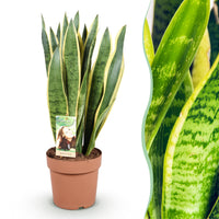 Green BoutiQ - Green is... Kamerplanten - Sanseveria Laurentii - Vrouwentong - Weinig onderhoud - Groen - 1 Plant - Pot 21cm - Hoogte 70-80cm