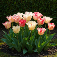 Green boutiQ - Bloembollen - Tulp Hemisphere mix - Diversen Kleuren - 12 stuks - Bolmaat 11/12 - XXL Pack