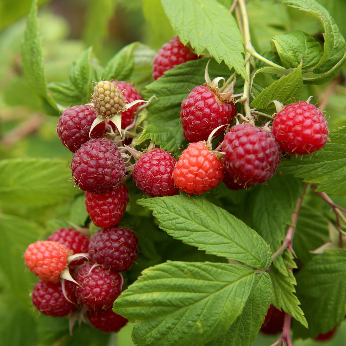 Green boutiQ - Fruitplant - Framboos - Rubus idaeus Autumn Bliss  - Rode Framboos - 2 planten -  Pot 11cm Hoogte 40cm