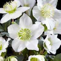 Green boutiQ - Tuinplant - Kerstroos - Helleborus Christmas Carol  - Witte Bloem -2 Planten - Groenblijvend - Pot 14cm Hoogte 30cm