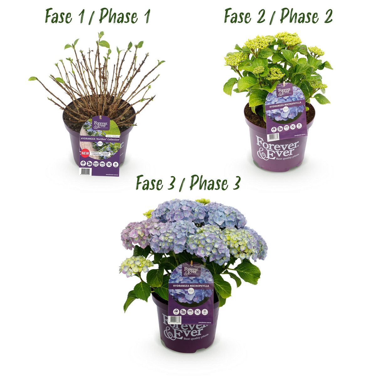 Green boutiQ - Terrasplant - Hortensia - Hydrangea Forever & Ever - Blauw - 7-12 Bloemen - Pot 23cm Hoogte 55cm
