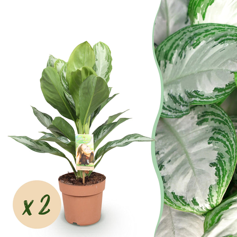 Green BoutiQ - Green is... Kamerplanten - Aglaonema Silver Bay - Zilverblad - Weinig onderhoud - Groen - 2 Planten - Pot 17cm - Hoogte 70-75cm