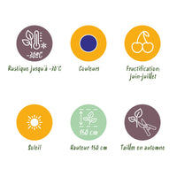 Green boutiQ - Fruitplanten - Honingbes - Lonicera caerulea Kamtschatica - Winterhard - 6 Planten - Pot 9 cm - Blauw  Bes