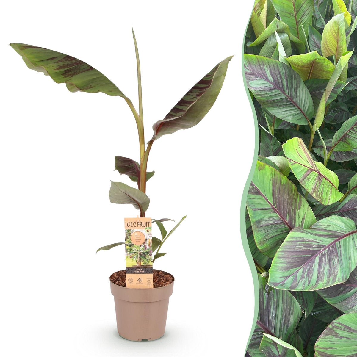 Green boutiQ - Fruitplant - Japanse vezelbanaan - Musa Ever Red - Winterhard - Pot 21cm Hoogte 70-90cm