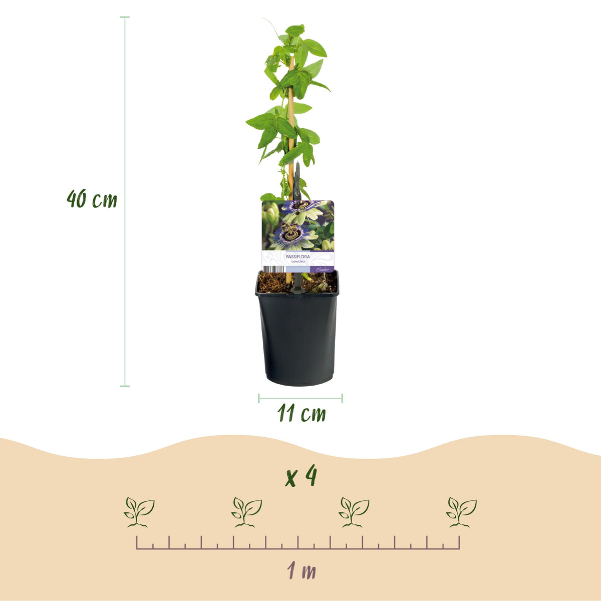 Green boutiQ - Passiebloem - Passiflora caerulea  - Bloem Blauw met Groen Wit - Weinig onderhoud - 2 planten - Pot 11cm Hoogte 40cm