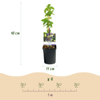 Green boutiQ - Passiebloem - Passiflora caerulea  - Bloem Blauw met Groen Wit - Weinig onderhoud - 2 planten - Pot 11cm Hoogte 40cm