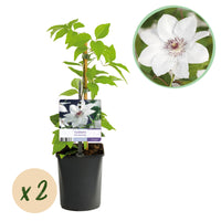 Green boutiQ - Klimplant - Clematis Blue Angel