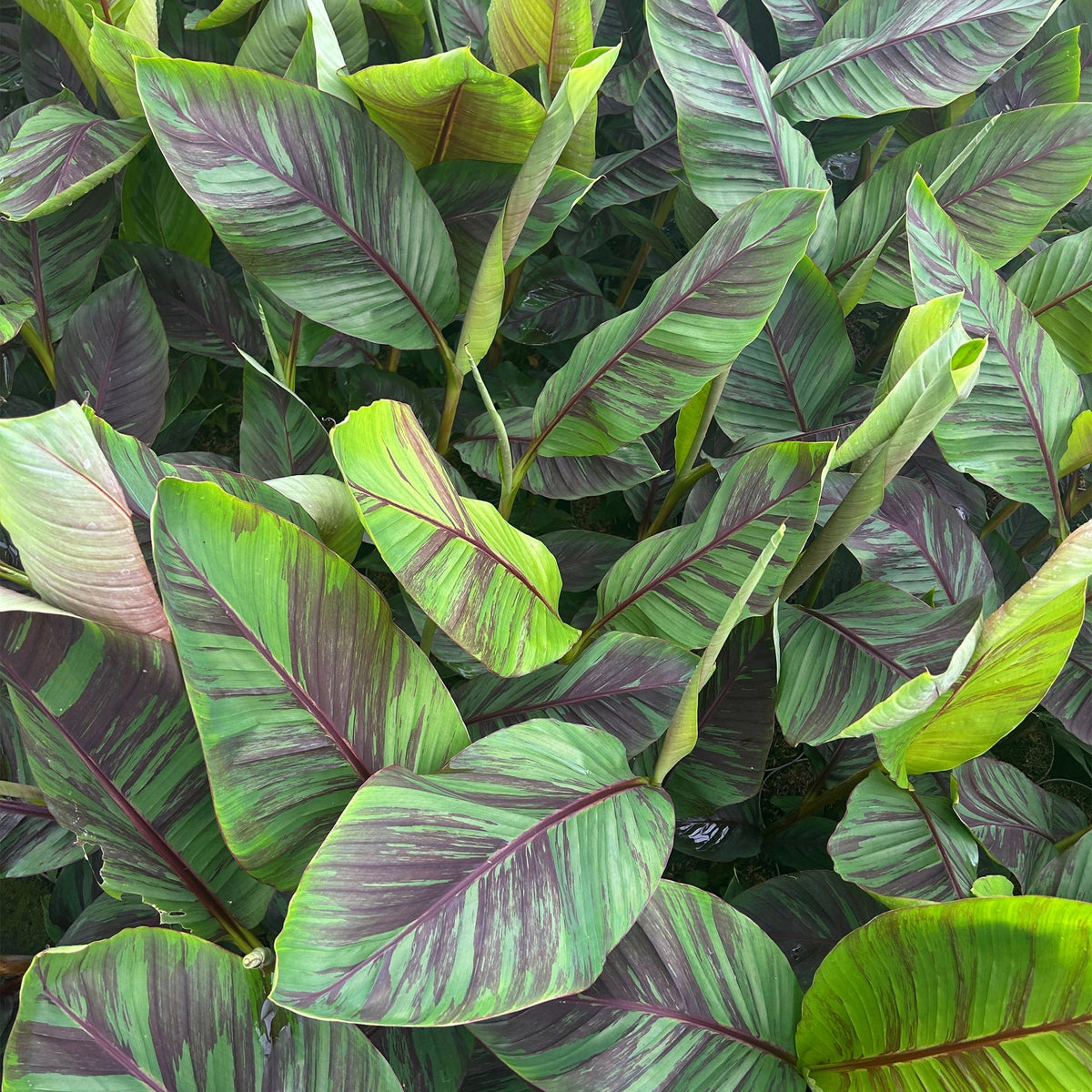 Green boutiQ - Fruitplant - Japanse vezelbanaan - Musa Ever Red - Winterhard - 2 planten - Pot 15cm Hoogte 50cm