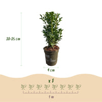 Green boutiQ - Haagplanten - Euonymus japonica Green Spire