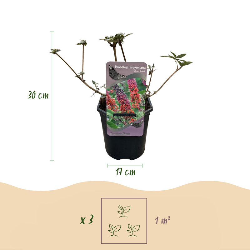 Green boutiQ - Vlinderstruik - Buddleja davidii Flower Power - Bloem Oranje Paars - 1 Plant - Bladverliezend - Vlinderlokkend -  Pot 17cm Hoogte 30cm