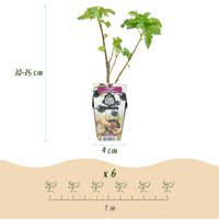 Green boutiQ - Fruitplanten - Zwarte Bes - Ribes nigrum Titania - Winterhard - 6 Planten - Pot 9 cm - Zwarte Bes