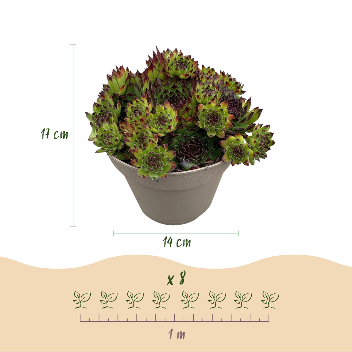 Green boutiQ - Bodembedekker - Winterhard -Sempervivum Big Sam - 4 Planten - Diversen kleuren - Weinig Onderhoud - Pot 14 Hoogte 17