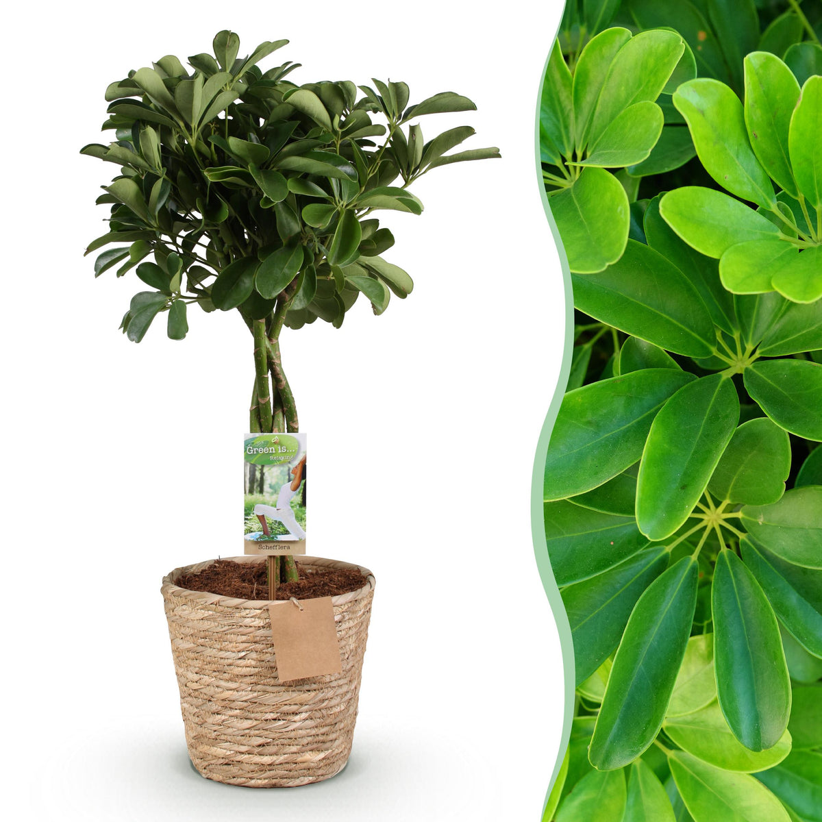 Green BoutiQ - Green is... Kamerplanten - Schefflera Nora - Vingerboom - Weinig onderhoud - met mand - Groen - 1 Plant - Pot 21cm - Hoogte 70-82cm