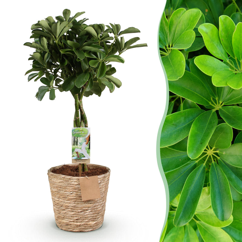 Green BoutiQ - Green is... Kamerplanten - Schefflera Nora - Vingerboom - Weinig onderhoud - met mand - Groen - 1 Plant - Pot 21cm - Hoogte 70-82cm