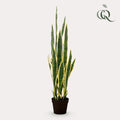 Kunstpflanze - Sanseveria Trifasciata - Bogenhanf - 97 cm