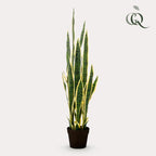 Kunstpflanze - Sanseveria Trifasciata - Bogenhanf - 97 cm