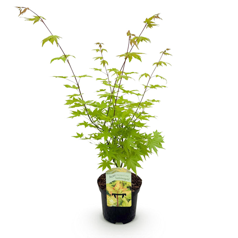 Green boutiQ - Terrasplant - Japanse Esdoorn - Acer palmatum Summergold - Geel - 1 Plant - Bladverliezend - Pot 19cm Hoogte 70cm
