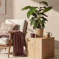 Green BoutiQ - Green is... Kamerplanten - Calathea Rufibarba - Pauwen plant - Weinig onderhoud - Groen - 1 Plant - Pot 17cm - Hoogte 55-60cm