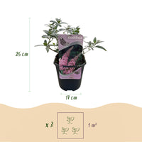 Green boutiQ - Vlinderstruik - Buddleja davidii Pink Delight - Bloem Roze - 1 Plant - Bladverliezend - Vlinderlokkend -  Pot 17cm Hoogte 25cm