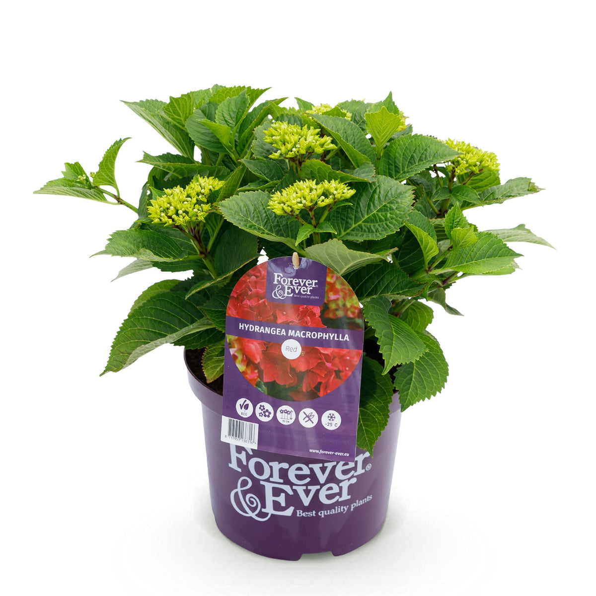 Green boutiQ - Terrasplant - Hortensia - Hydrangea Forever & Ever - Rood - 7-12 Bloemen - Pot 23cm Hoogte 55cm