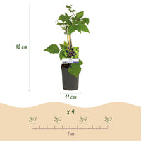 Green boutiQ - Fruitplant - Braam - Rubus fruticosus Triple Crown - Zwarte Braam - Doornloos - 2 planten -  Pot 11cm Hoogte 40cm
